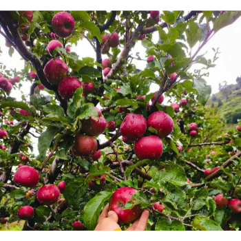 Apple Plants